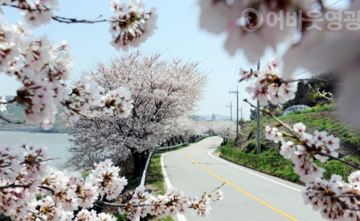 사본 -1.봄 향기 따라 영광으로 떠나요-백수해안도로 벚꽃.jpg