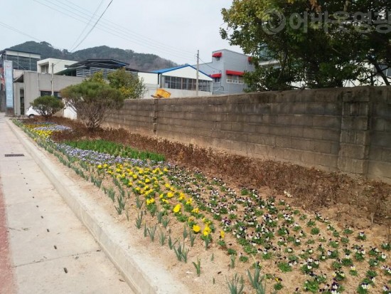 크기변환_법성면 곡우사리굴비축제대비 꽃길조성2.jpg