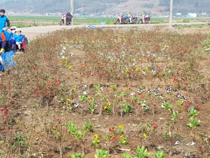 4.쓰레기 무단투기 상습지역 꽃향기 가득한 화단 조성-4.jpg