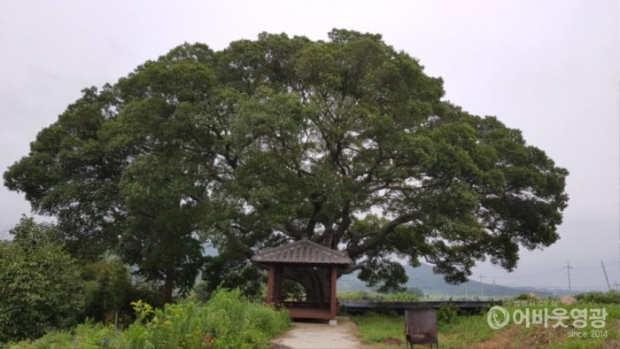 사본 -영광군, 마을의 터줏대감 수령 300년 팽나무 등 보호수 추가 지정.jpg