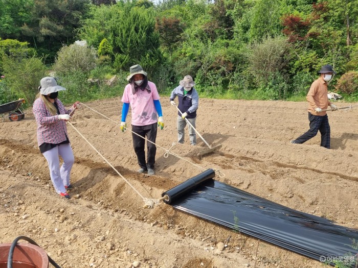 2. 귀농귀촌 참가자들이 텃밭에 고추 모종을 심고 있다 .jpg