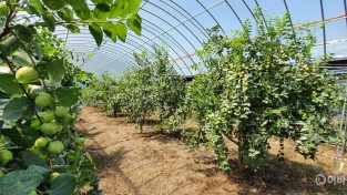 4.영광군 사과대추작목반은 12ha 38농가로 전남에서 가장 많은 회원이 사과대추를 재배하고있다. 9월중순부터 10월말까지 수확 예정이다..jpg