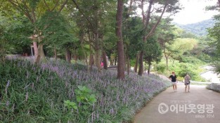 3,물무산행복숲에 피어난 맥문동사진2.JPG