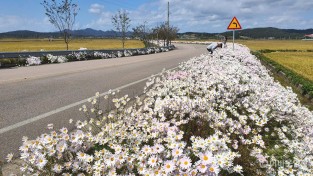 5. 군서면 주요 도로변에 식재된 100리꽃길구절초의 모습.jpg