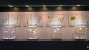 4.영광산림박물관에 설치된 압화 꽃예술 .jpg