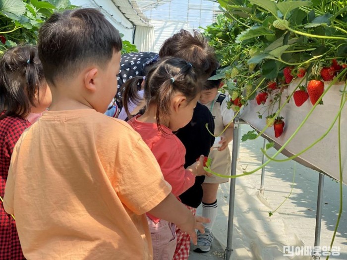 2.영광군 어린이 농부 딸기체험프로그램 모습.jpg