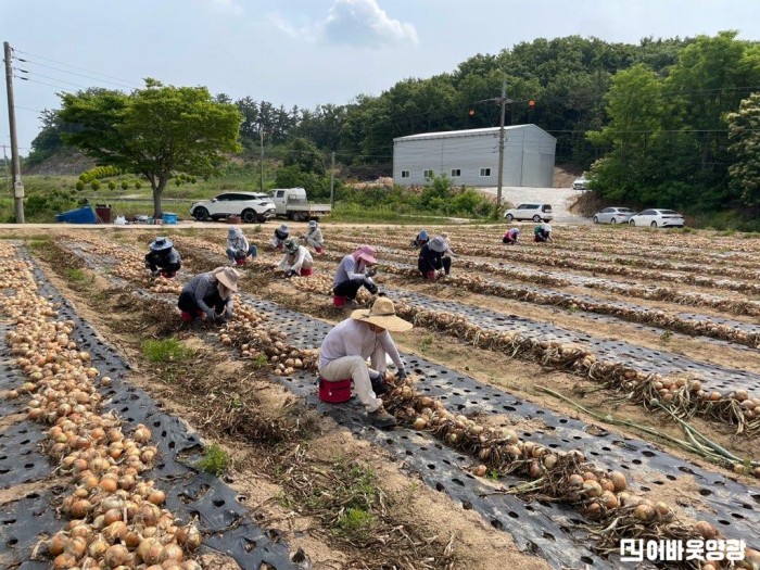 2.사진자료(영광군 전 부서, 농촌일손돕기 추진).jpg