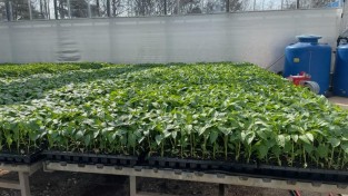 1.사진(영광군, 2026년도 고추 육묘 신청 접수)1.jpg