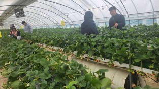 3.보도자료(영광군, 딸기 수경재배 시험 ‘실증으로 답 찾다’)3.jpg