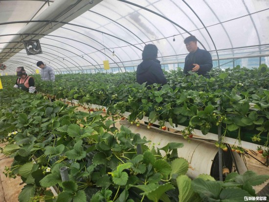 3.보도자료(영광군, 딸기 수경재배 시험 ‘실증으로 답 찾다’)3.jpg