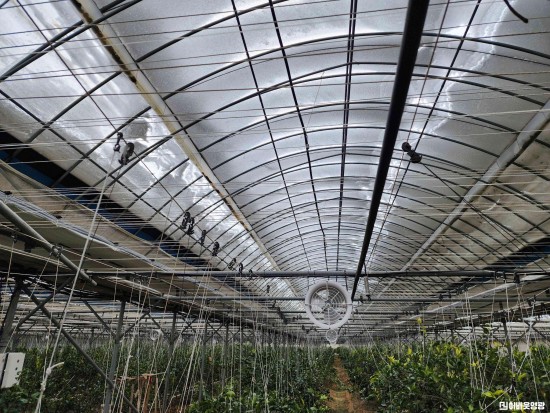 8.사진(영광군, 대설·한파 시설원예작물 현장기술지원 강화).jpg