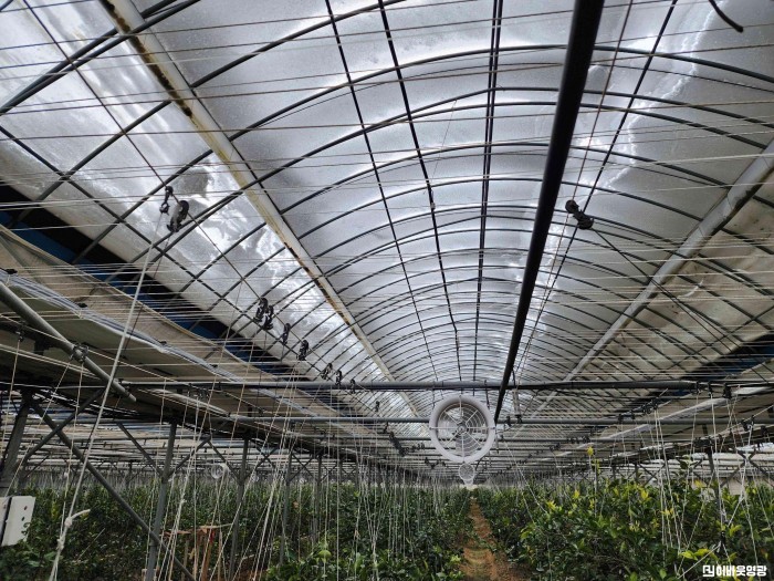 8.사진(영광군, 대설·한파 시설원예작물 현장기술지원 강화).jpg