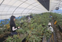 영광군 민원지적과⋅건축허가과 농촌일손돕기 추진