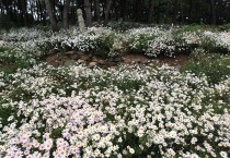 가을정취 물씬∼ 백수해안도로 꽃동산 구절초 만개