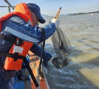영광군, 칠산해역에 참꼬막 137만 마리 방류… 수산자원 회복 박차