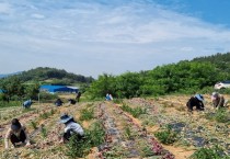 영광군 사회복지과, 양파 수확철 맞아 농촌일손돕기 나서