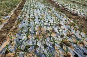 이상기상 대비, 영광군 노지 양파·마늘 집중 지도