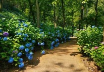 영광군, 매간당 고택 6월의 수국 물결 속으로