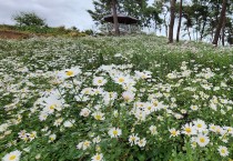 구절초의 하얀 물결, 군서면 미륵당 구절초 만개