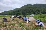 영광군 재무과, 양파 수확으로 농촌일손돕기 나서