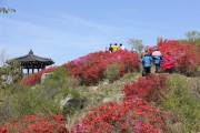 장암산 진분홍 꽃들의 향연