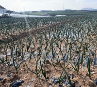 영광군, 급변하는 기후 대비 농작물 관리 철저 당부