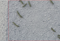 영광에 벌레가 득실득실…‘송충이’ 확산에 주민 불편 심화