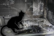 인덕션 화재, 범인은 고양이?…잠금장치 확인 필수