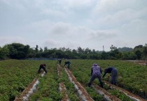 법성면, 감자 재배농가 일손돕기 추진