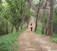 군서면, 북종산 구절초 꽃길 조성 사업 성료