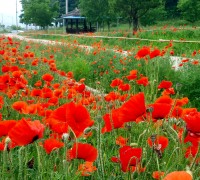 대마면 송촌소공원이 꽃양귀비에 붉게 물들었어요!