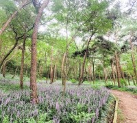 영광군 물무산 행복숲, 보라색 꽃 무엇일까?