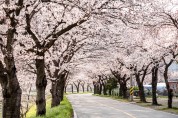 봄이 그린 4월 영광, 벚꽃따라 설레봄
