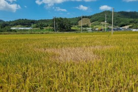 영광군, 벼 멸구류 방제 철저 당부!