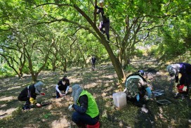 백수읍, 오디 농가 일손돕기로 구슬땀