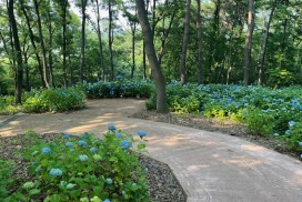 매간당 고택 활짝 핀 수국 만발