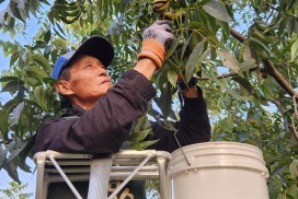 영광군에서 ‘피칸’ 수확