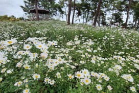구절초의 하얀 물결, 군서면 미륵당 구절초 만개