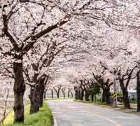 봄이 그린 4월 영광, 벚꽃따라 설레봄
