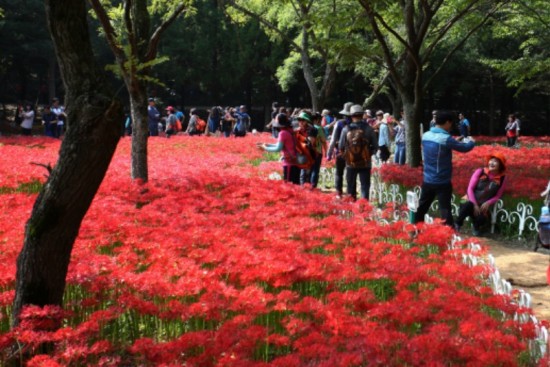 01불갑산상사화축제.JPG