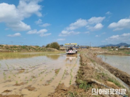 4. 군남면 방안리 약 7천평 논에서 영광군 첫 모내기모습.jpg