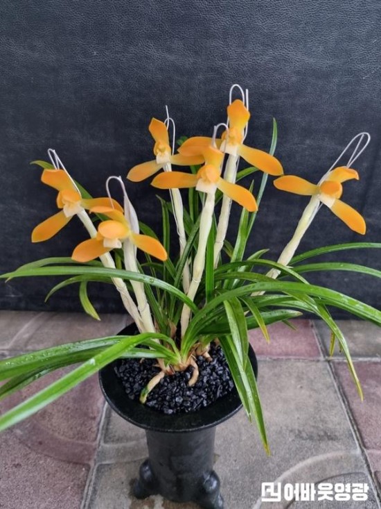 2.보도자료(2025년도 제2회 영광 난 명품 전국대회 개최)-1억원 상당 난(주금소심) 사진.jpg