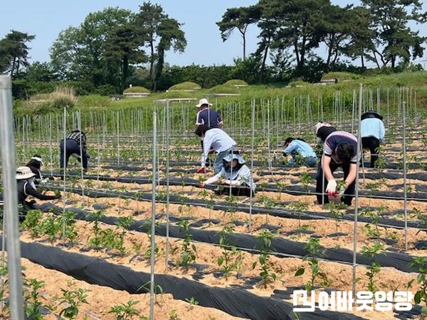 1.사진자료(영광읍, 줄이는 노동, 커지는 행복! 영광읍 농촌일손돕기 활약) (1).jpeg