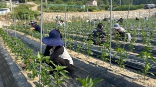 3.농업기술센터, 영농철 맞아 농촌일손돕기 나서 (1).jpg
