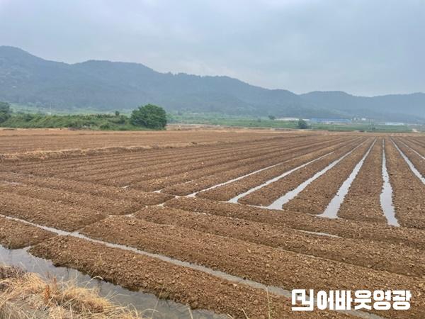 4.장마철 논콩 재배 적기 파종과 철저한 배수 관리 당부.jpg