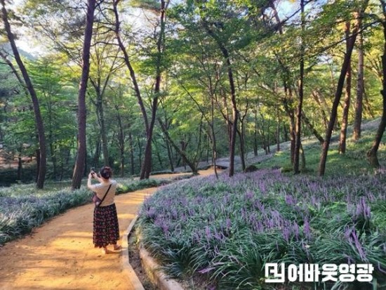 4.황톳길 맥문동 (1).jpg