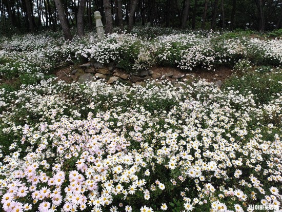 3.사진(백수해안도로 꽃동산 구절초)1.jpg