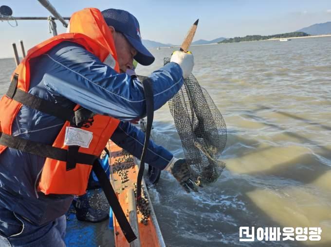6.사진(영광군, 칠산해역에 참꼬막 137만 마리 방류)2.jpeg