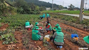 2.사진(홍농읍 새마을부녀회, 농촌일손돕기 봉사활동 펼쳐)1.jpg