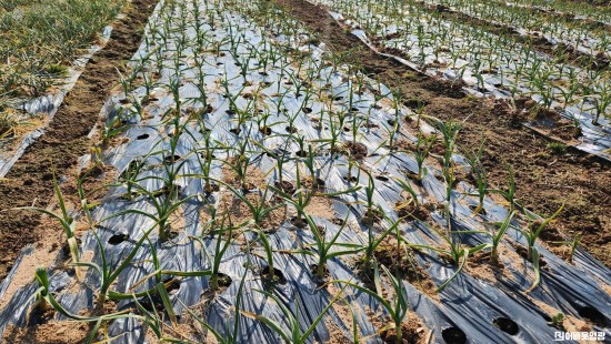 1.보도자료(이상기상 대비, 영광군 노지 양파·마늘 집중 지도)1.jpg